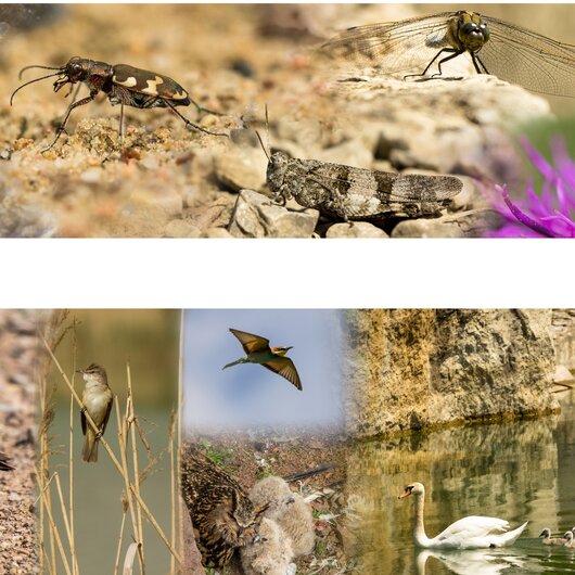 Rekultivierter Abbaubereich mit zahlreichen Wasservögeln und Insekten