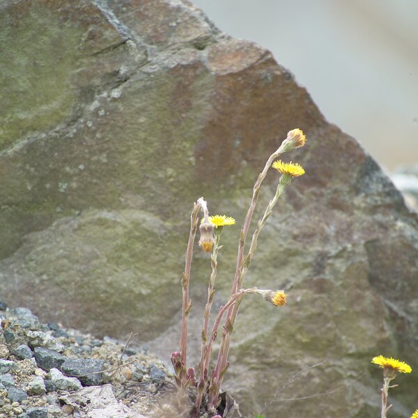 Gelbe Wildblumen wachsen zwischen Schotter vor einer Felswand im Steinbruch