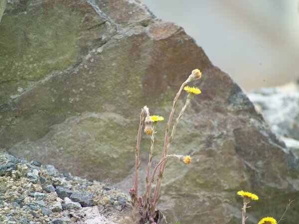 Gelbe Wildblumen wachsen zwischen Schotter vor einer Felswand im Steinbruch